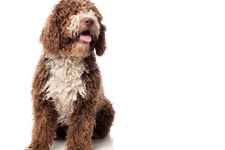 Hundefriseur, Hundefrisör, Hundesalon Hundefriseur, Hundefrisör, Hundesalon
