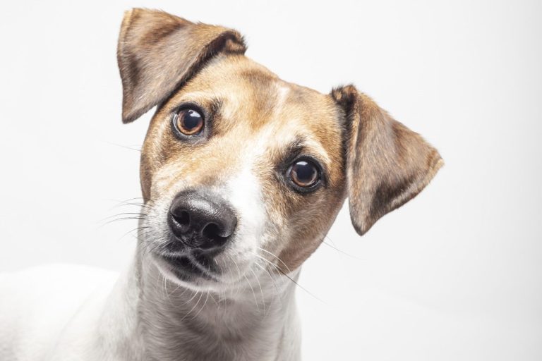 Hundefriseur, Hundefrisör, Hundesalon Hundefriseur, Hundefrisör, Hundesalon