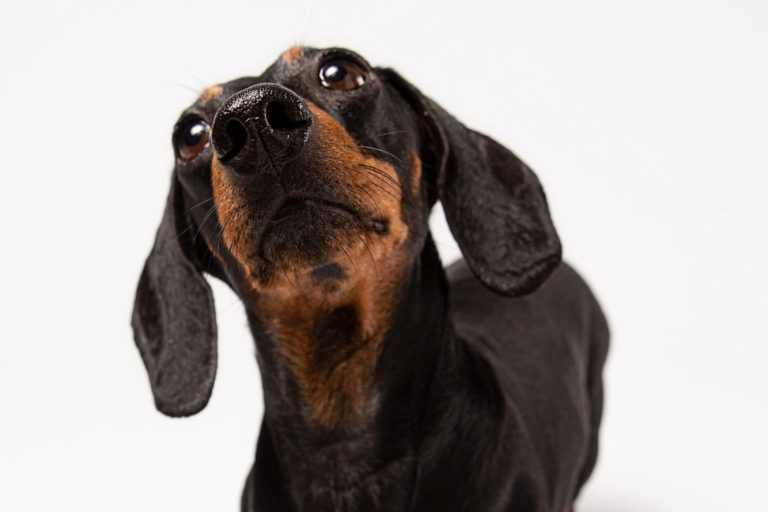 Ohren-, Pfoten- und Zahnpflege, Hundefriseur, Hundefrisör, Hundesalon Hundefriseur, Hundefrisör, Hundesalon