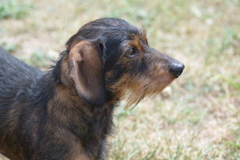 Trimmen, Hundefriseur, Hundefrisör, Hundesalon Hundefriseur, Hundefrisör, Hundesalon