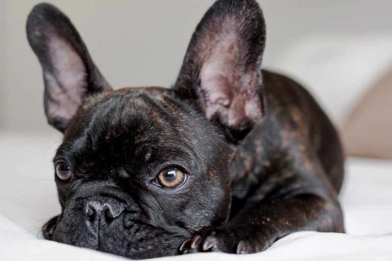 Thalasso Behandlung, Hundefriseur, Hundefrisör, Hundesalon Hundefriseur, Hundefrisör, Hundesalon