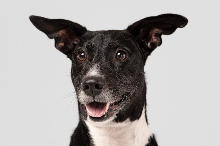 Baden und Föhnen, Hundefriseur, Hundefrisör, Hundesalon Hundefriseur, Hundefrisör, Hundesalon