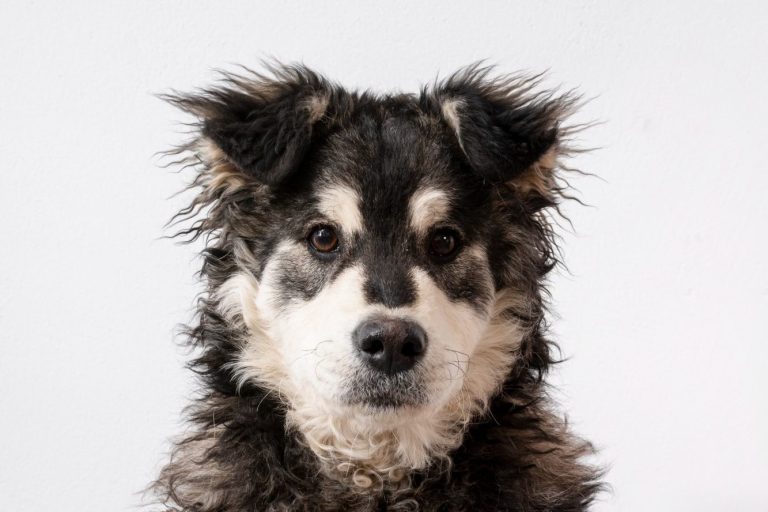 Schneiden und Scheren, Hundefriseur, Hundefrisör, Hundesalon Hundefriseur, Hundefrisör, Hundesalon
