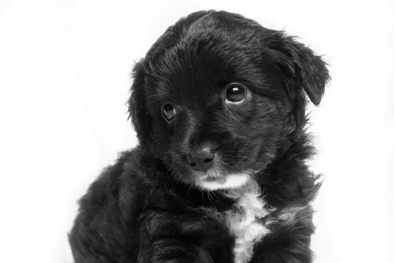Welpeneingewöhnung, Hundefriseur, Hundefrisör, Hundesalon Hundefriseur, Hundefrisör, Hundesalon